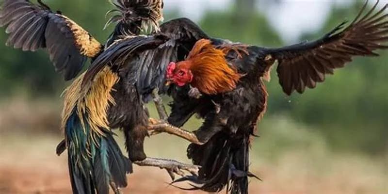 U888 nổi bật với những kèo đá gà nào?